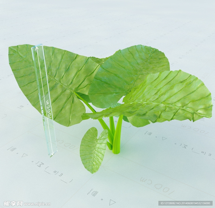 景观植物