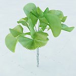 景观植物