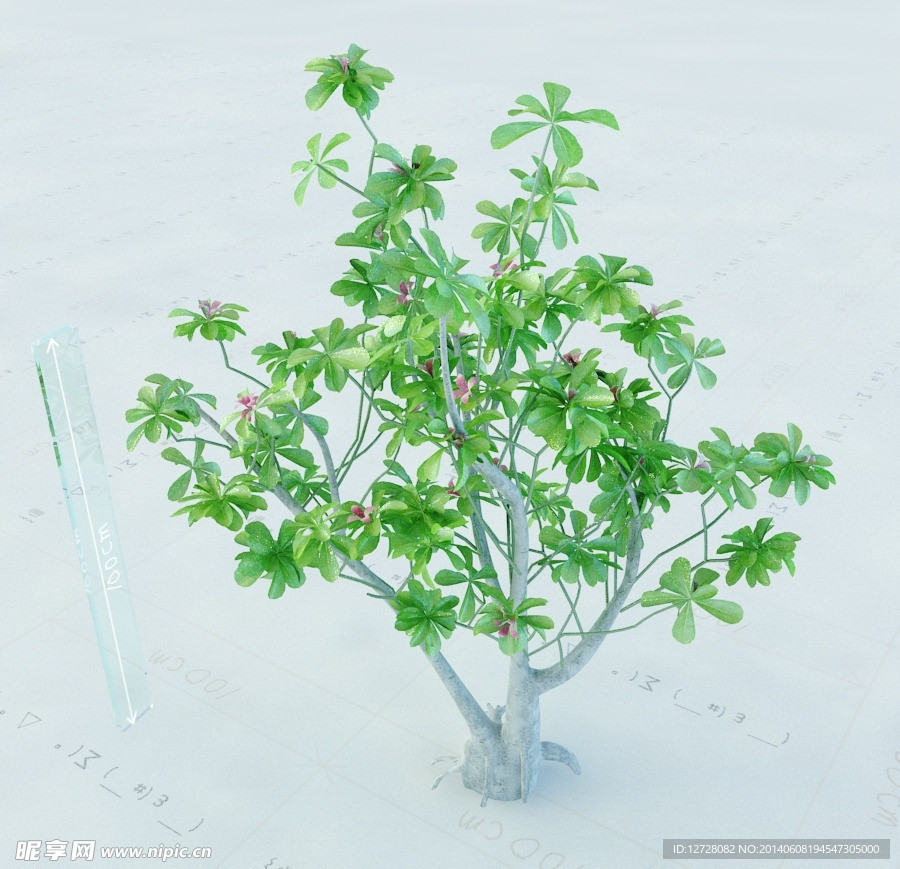 景观植物