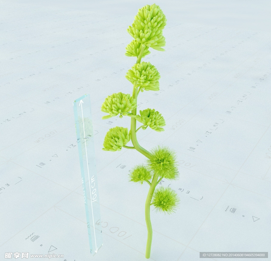 景观植物