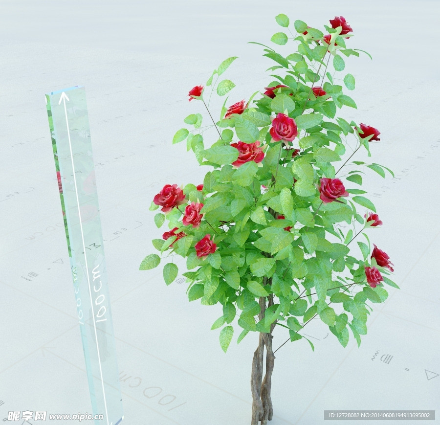 景观植物