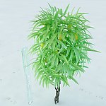 景观植物