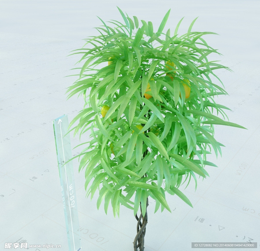 景观植物