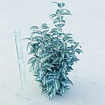 景观植物