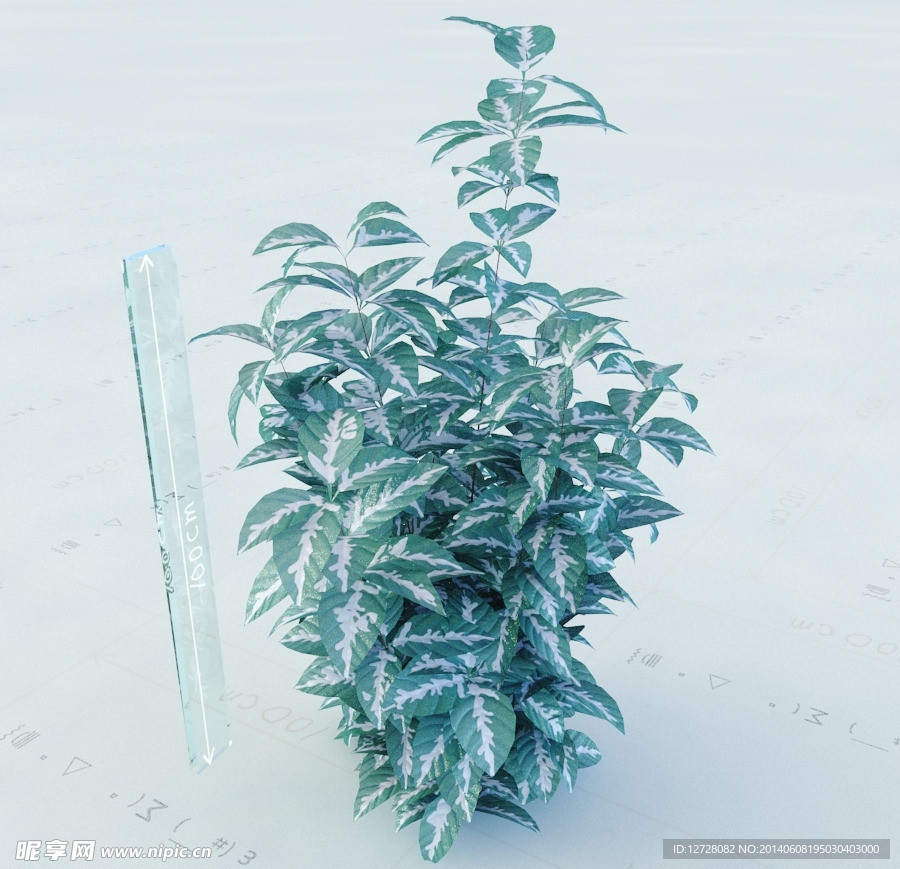 景观植物