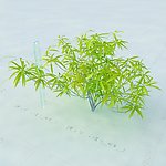 景观植物