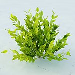 景观植物