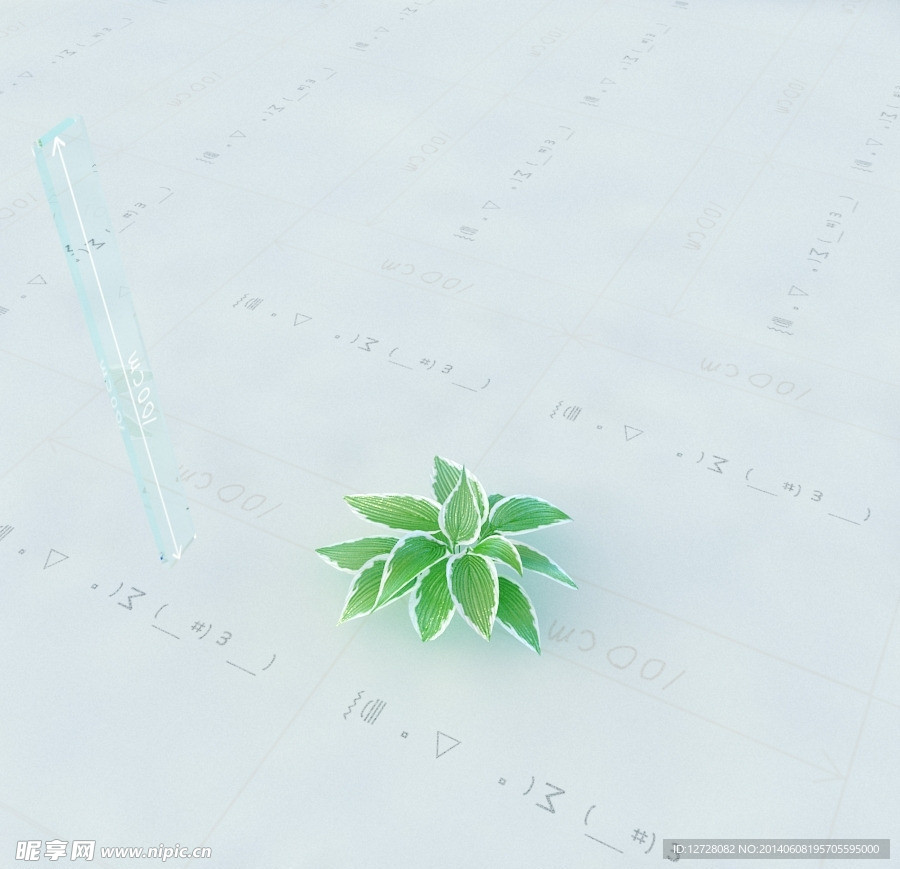 景观植物