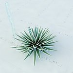 景观植物