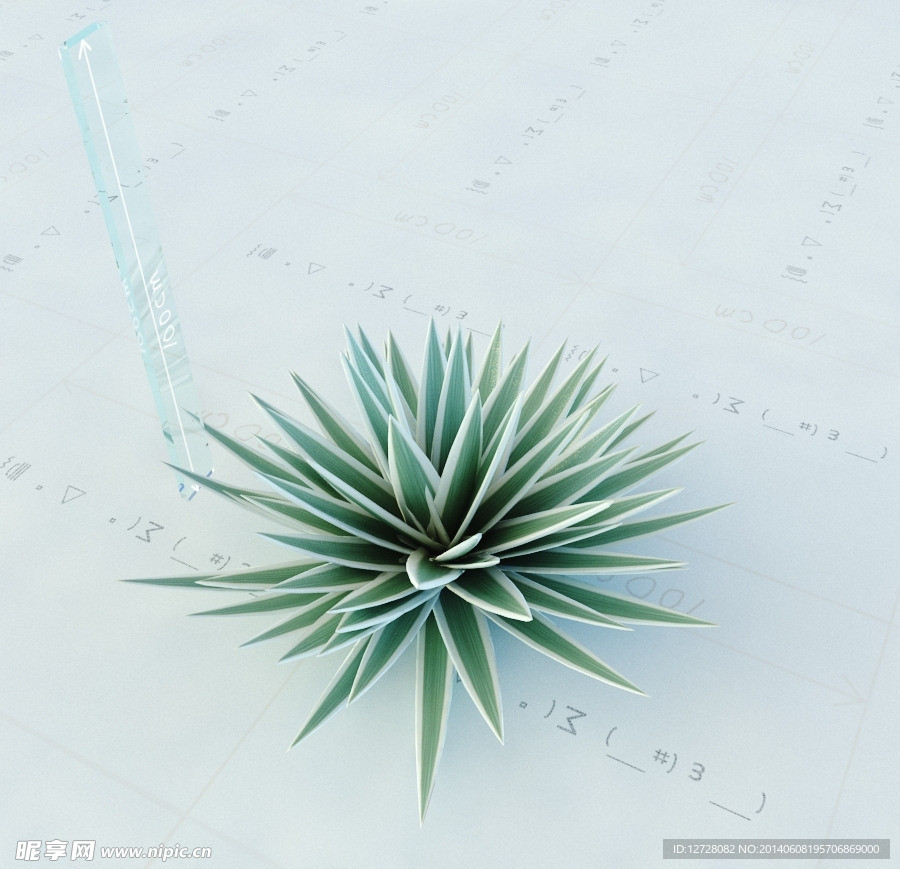 景观植物