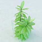 景观植物