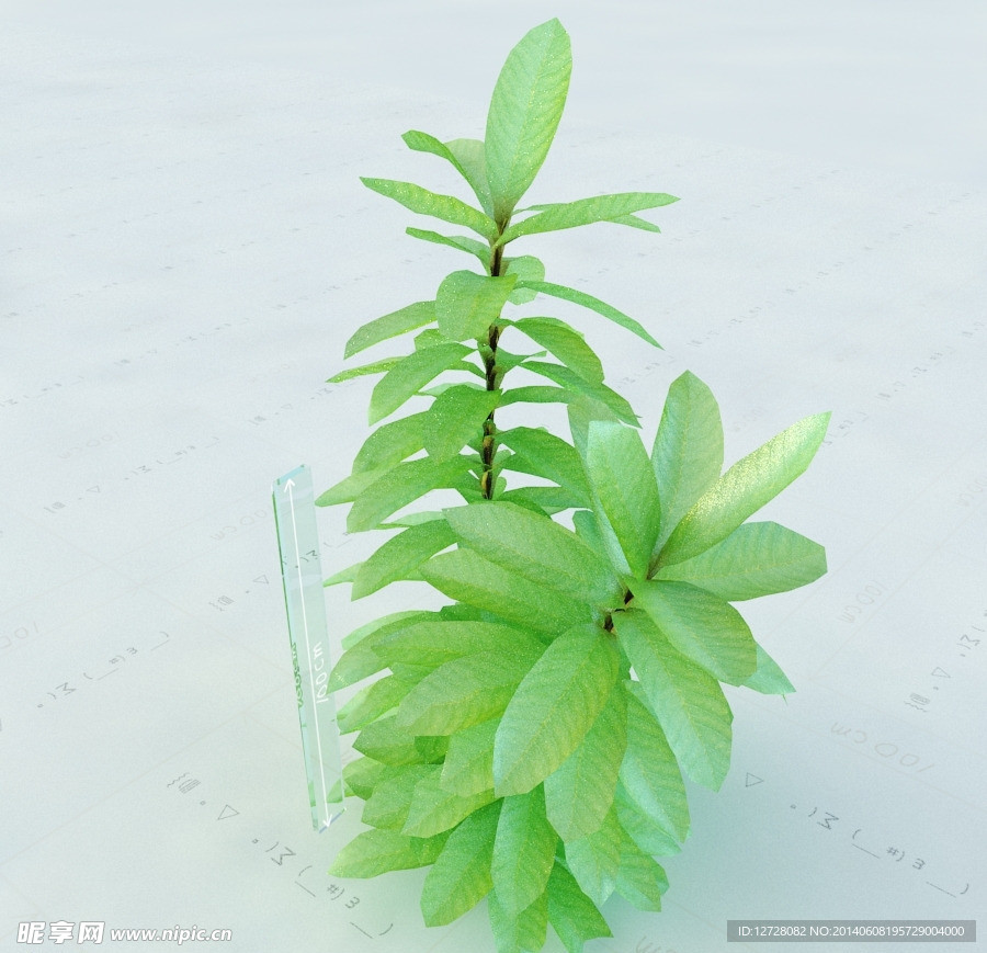 景观植物