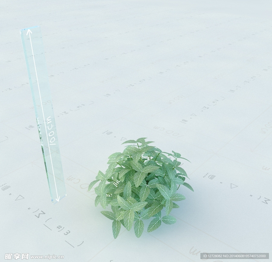 景观植物