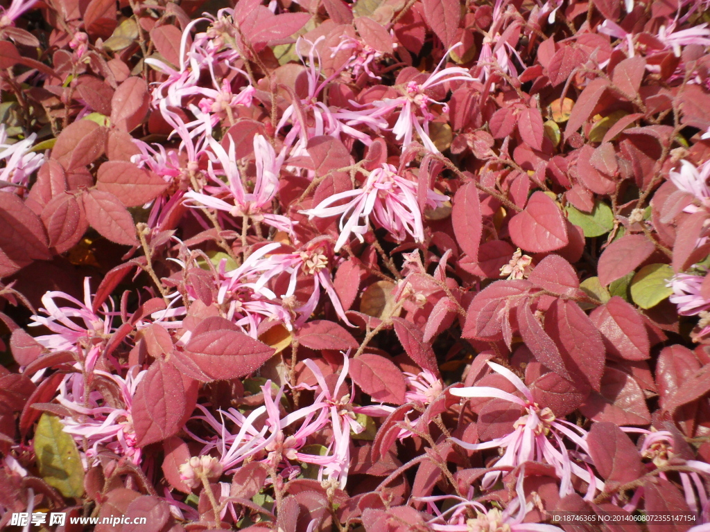 花草