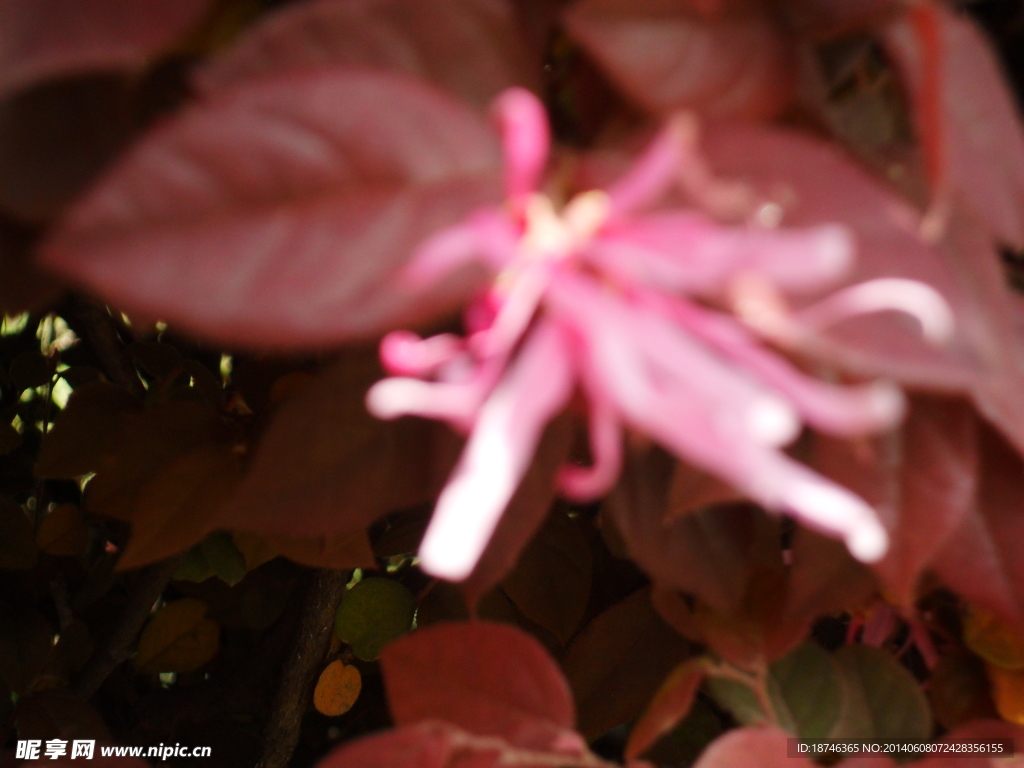 花草