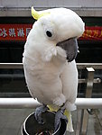 鹦鹉