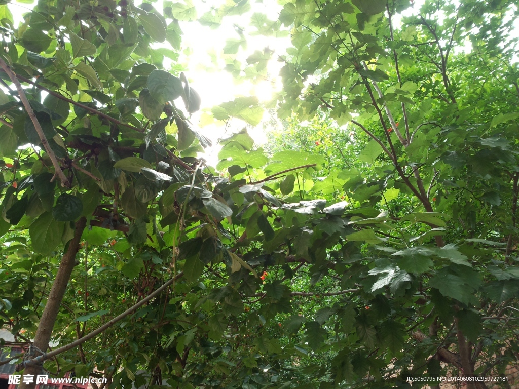 绿荫