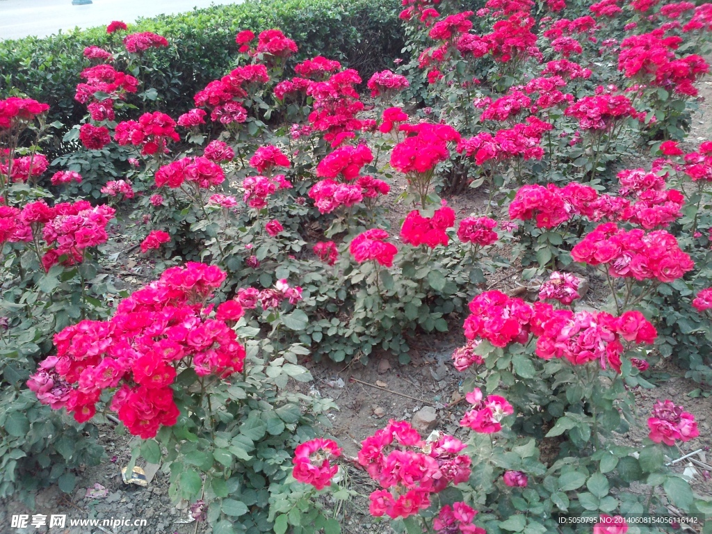 月季花摄影