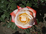 月季花