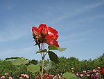月季花