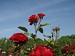月季花