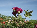 月季花