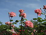 月季花
