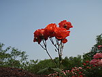 月季花