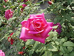 月季花