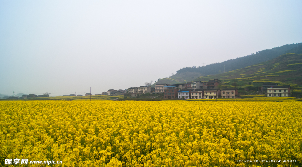 油菜花花海