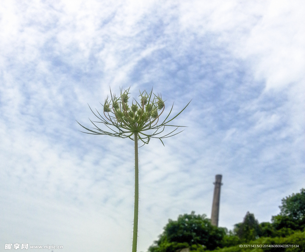 野花
