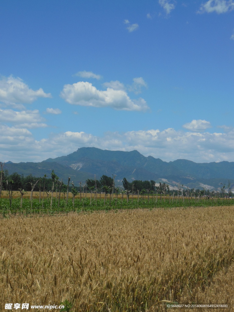 麦田风景