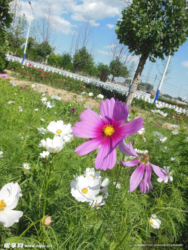 格桑花