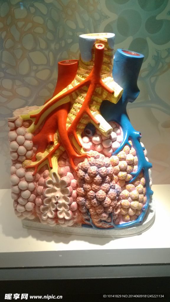 教学模型