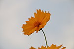 金鸡菊