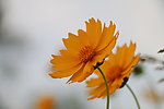 金鸡菊 美丽的花 生物世界 花