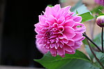 漂亮的花