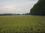麦田