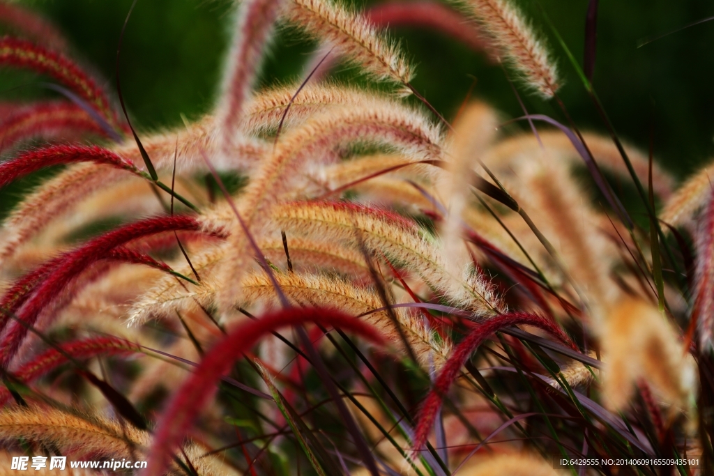 花草