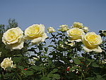 月季花