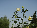 月季花