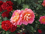 月季花