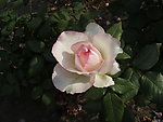月季花