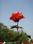 月季花