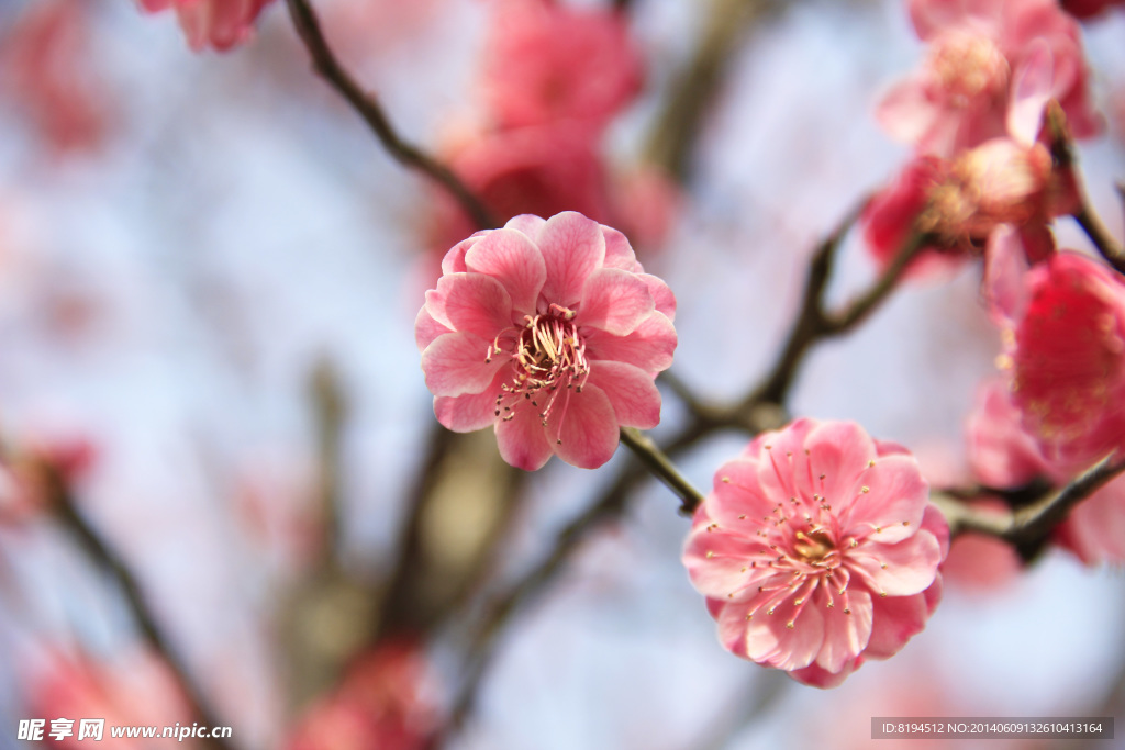 梅花