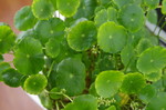 铜钱草