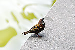 大唐芙蓉园风光