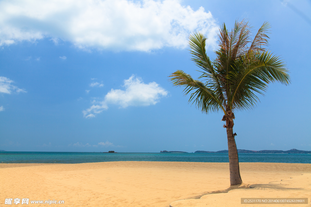 海滩 海边 沙滩 椰子树 热带
