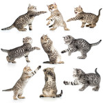 小猫