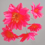 红  花